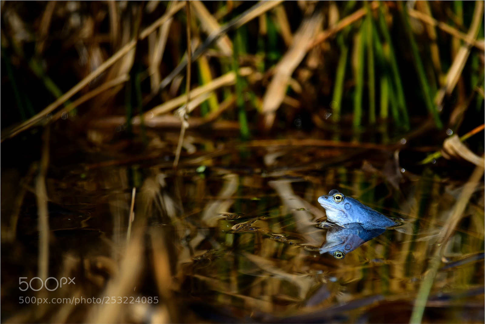 Nikon D800 sample photo. Blue moor frog photography