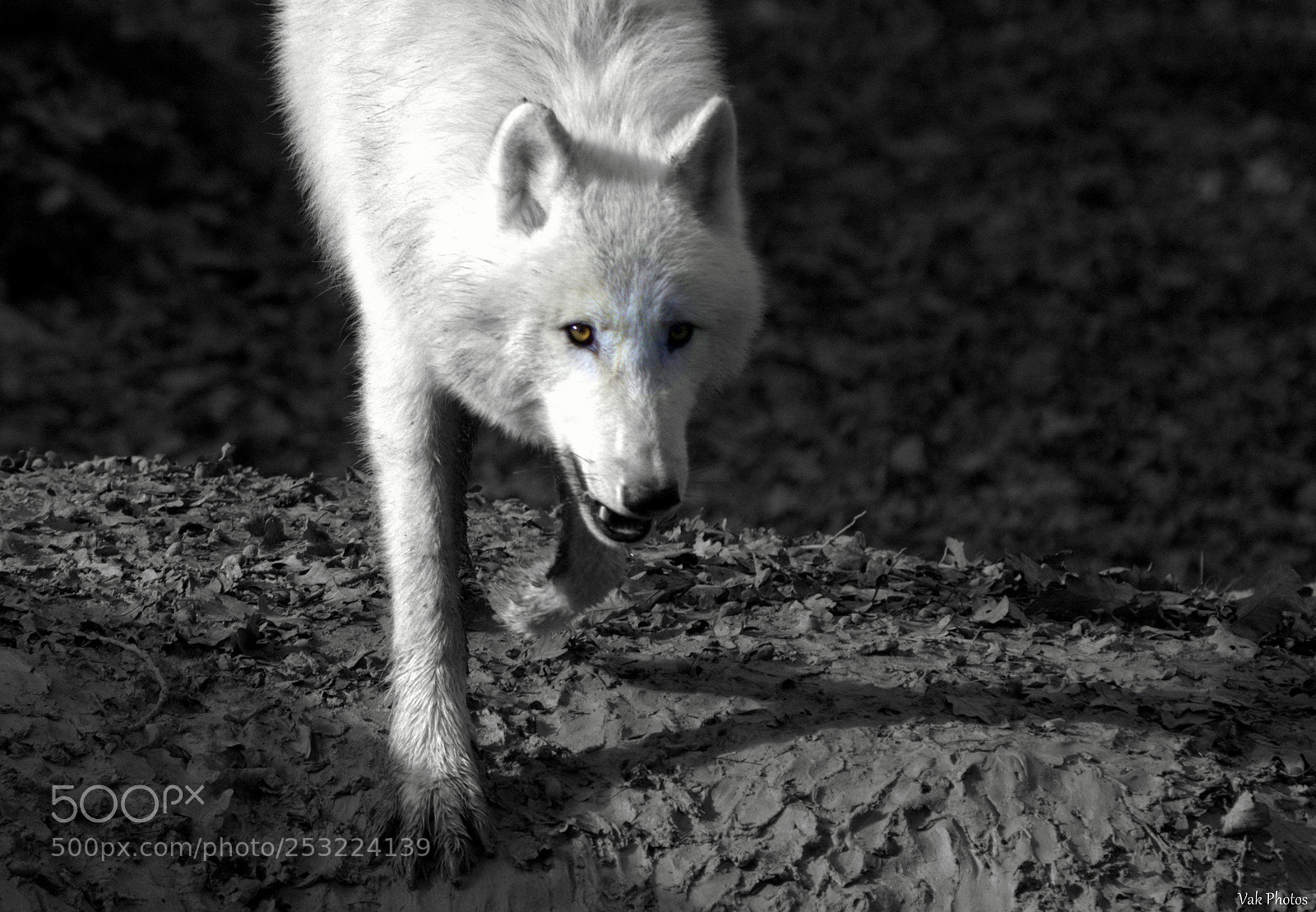 Nikon D3100 sample photo. Wolf photography