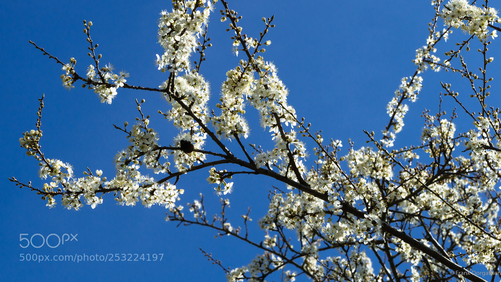 Sony a6000 sample photo. Spring photography