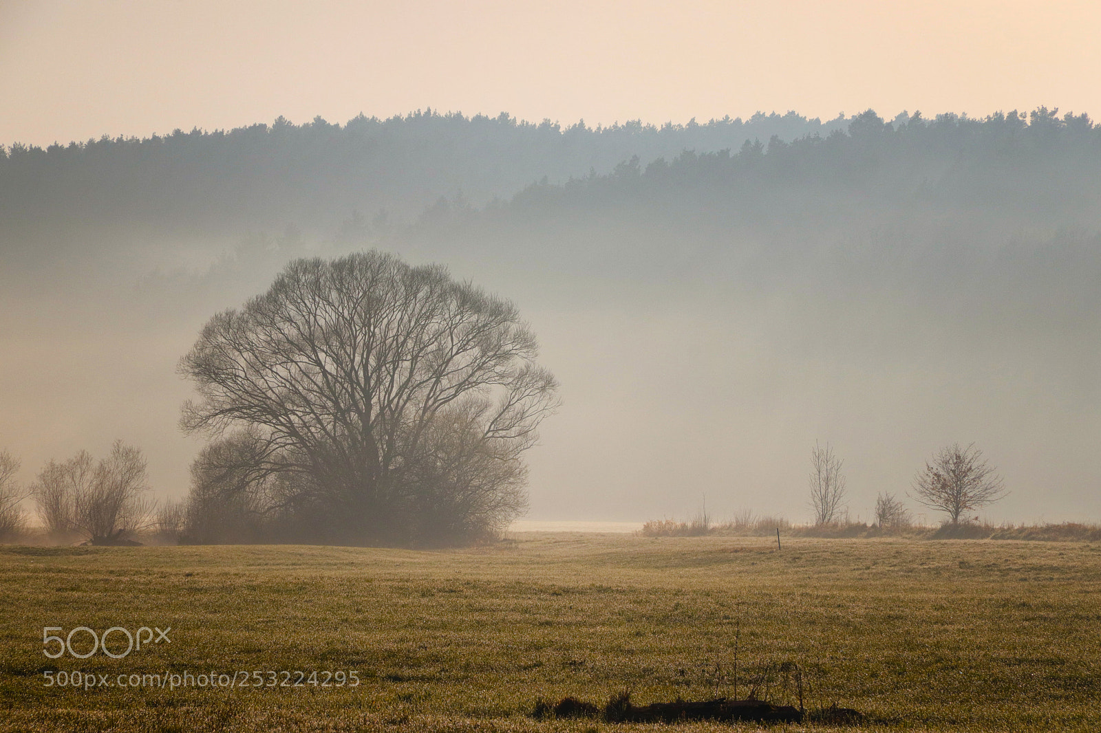 Canon EOS 200D (EOS Rebel SL2 / EOS Kiss X9) sample photo. Morning fog photography