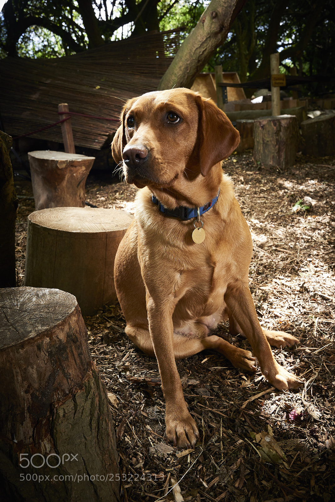 Nikon D800 sample photo. Dog days photography