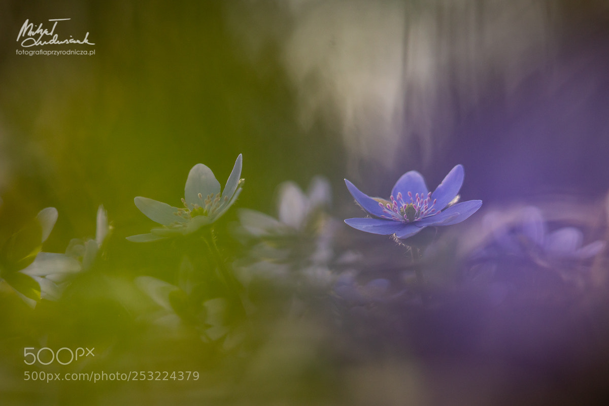 Sony a6500 sample photo. Flowers of spring iii photography