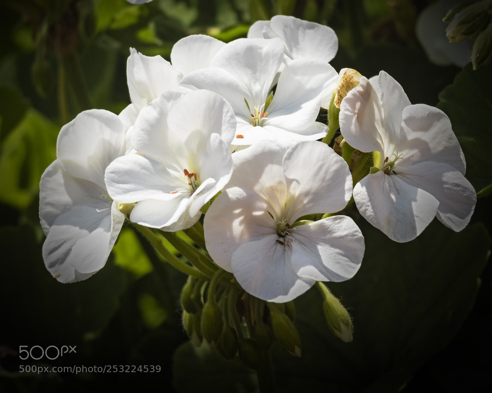 Canon EOS 760D (EOS Rebel T6s / EOS 8000D) sample photo. White ensemble photography