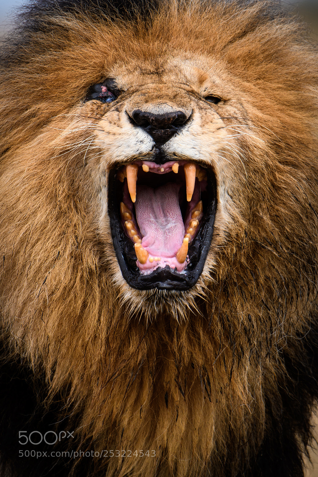Nikon D500 sample photo. Safari photography