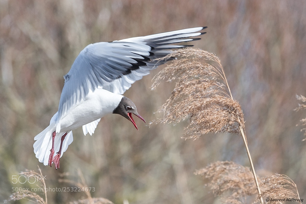 Nikon D500 sample photo. Mouette rieuse photography