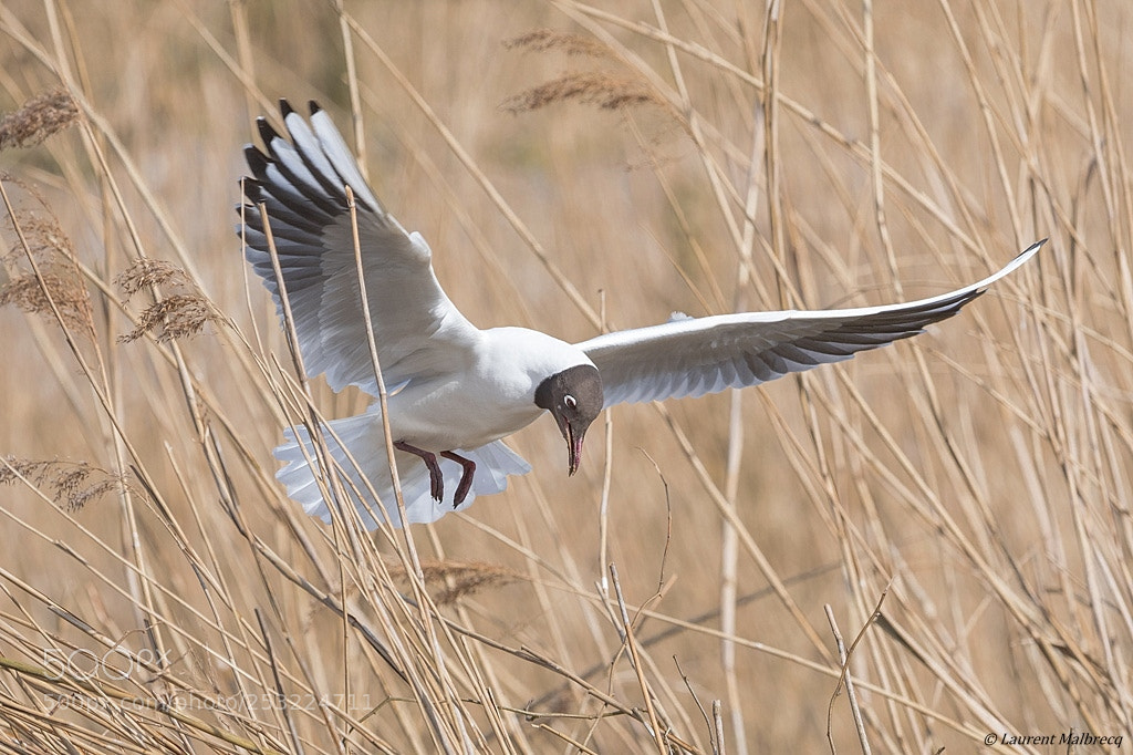 Nikon D500 sample photo. Mouette rieuse photography