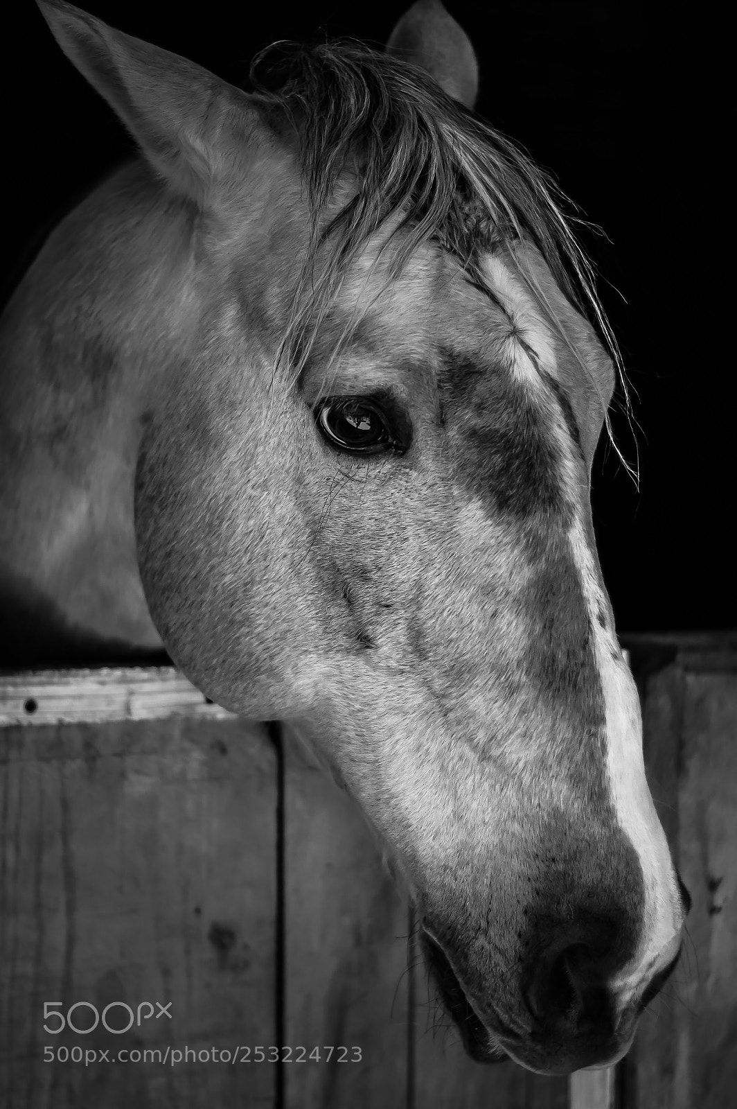 Nikon D3200 sample photo. Caballo  photography