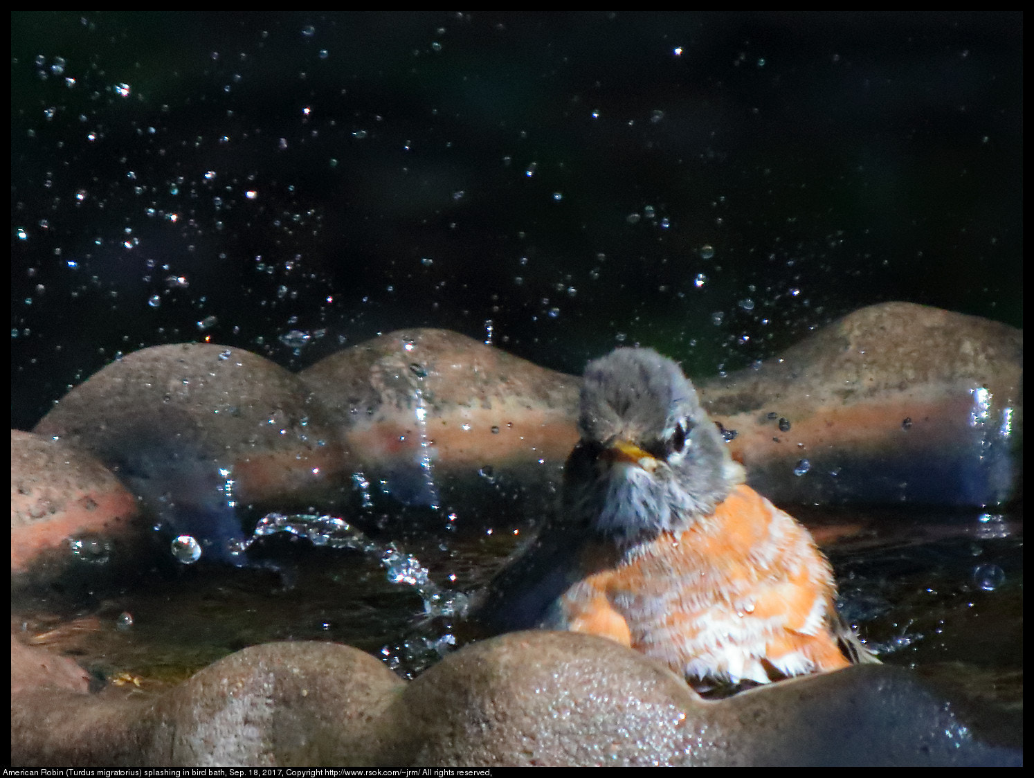 Canon EF-S 55-250mm F4-5.6 IS sample photo. American robin photography