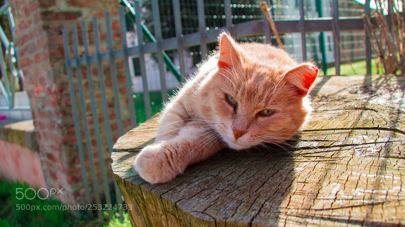 Canon EOS 700D (EOS Rebel T5i / EOS Kiss X7i) sample photo. Brandon miao! photography