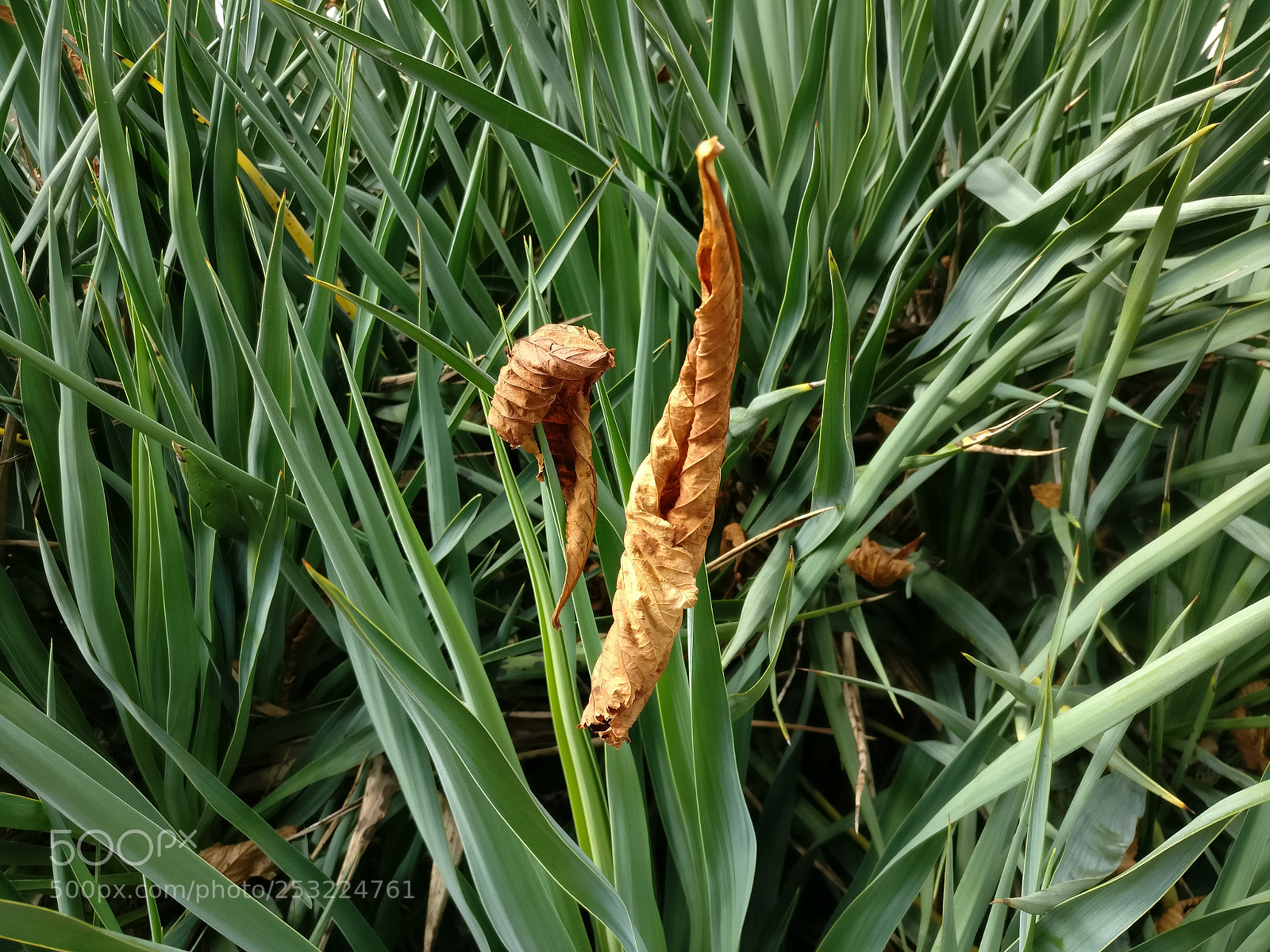 OnePlus A3003 sample photo. Img_20170810_175151.jpg photography