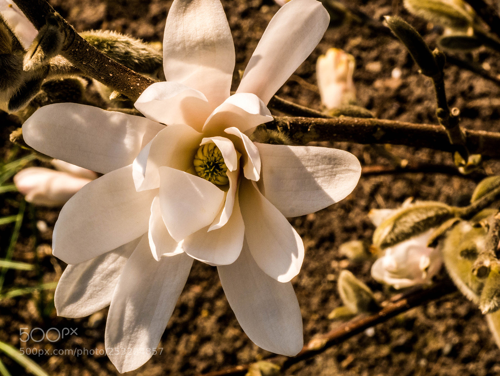 Panasonic DMC-G81 sample photo. Magnolie photography