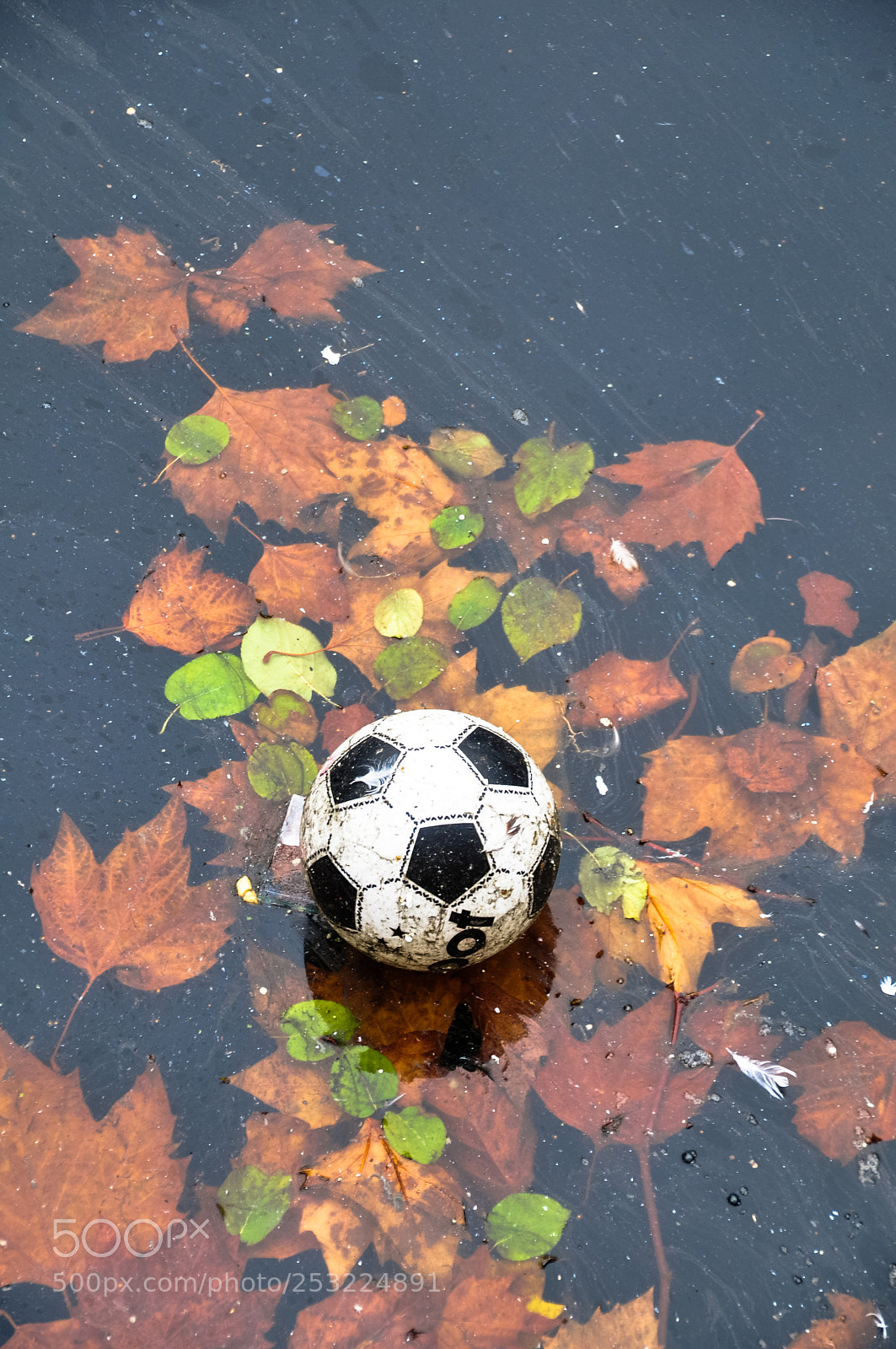 Nikon D90 sample photo. Autumnball photography