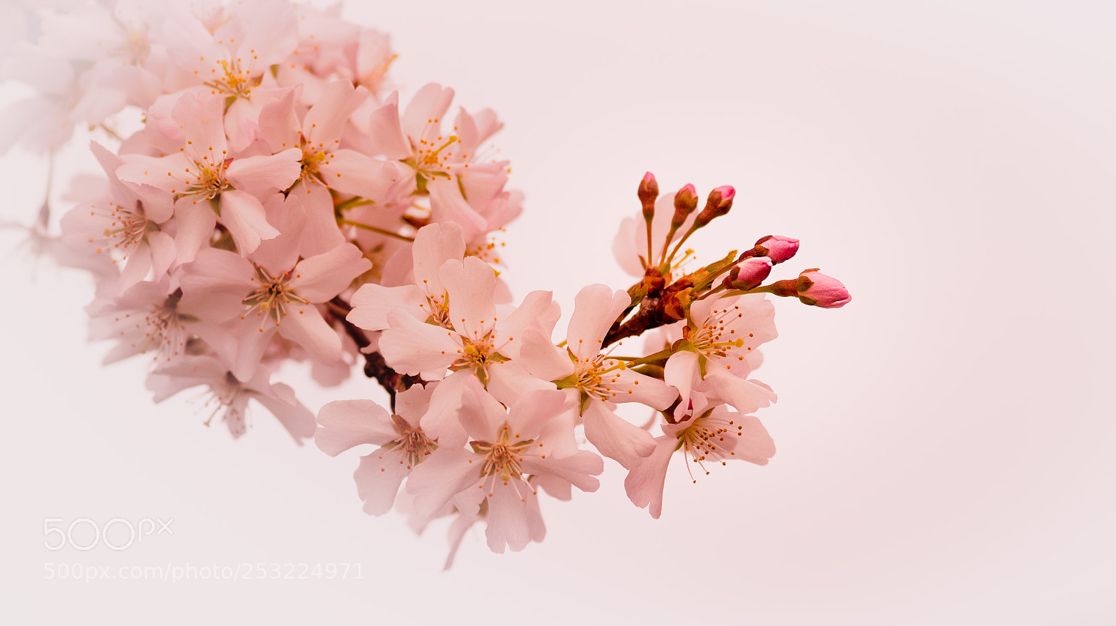 Sony SLT-A58 sample photo. Cherry blossom photography
