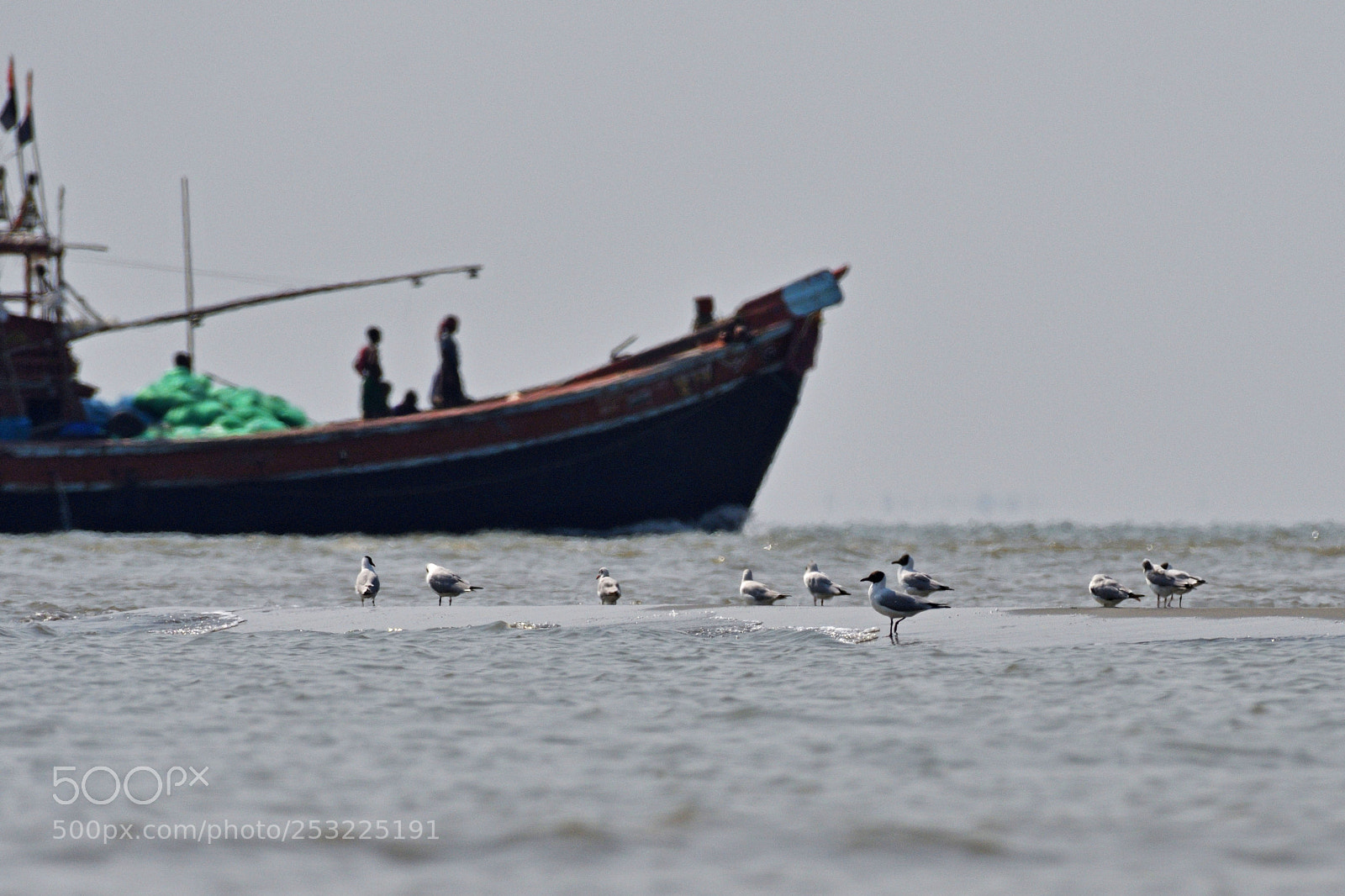 Nikon D500 sample photo. Coexistence photography