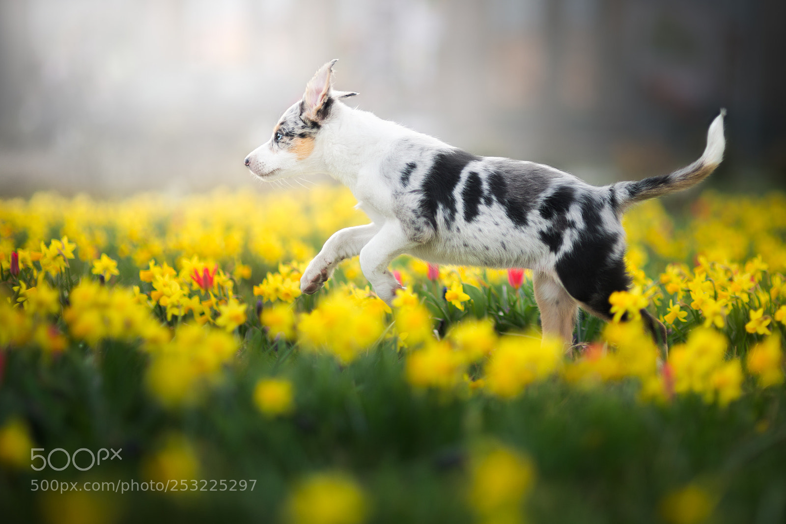 Nikon D610 sample photo. Running trough spring! photography