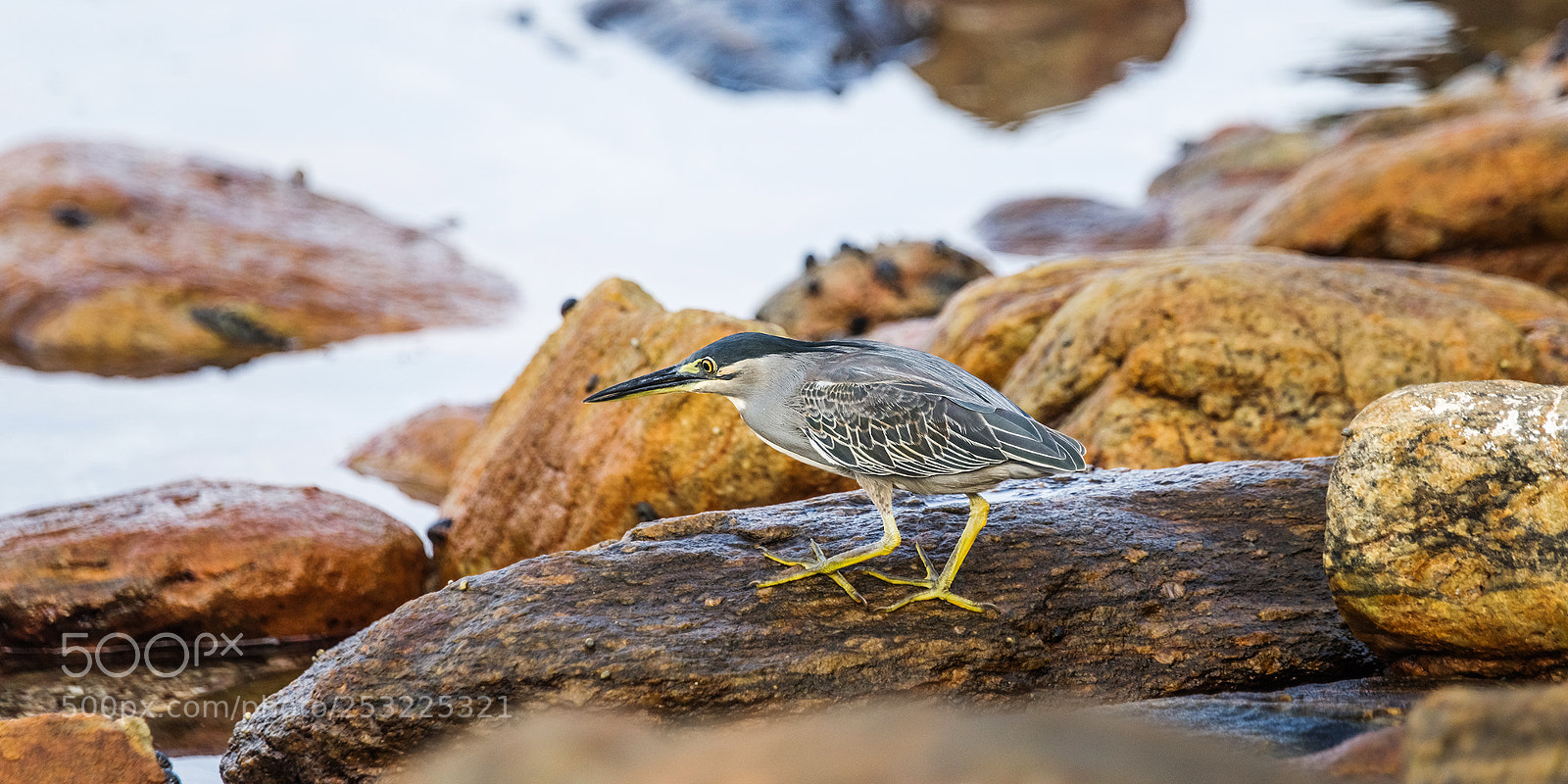 Sony a99 II sample photo. Striated (little green) heron photography