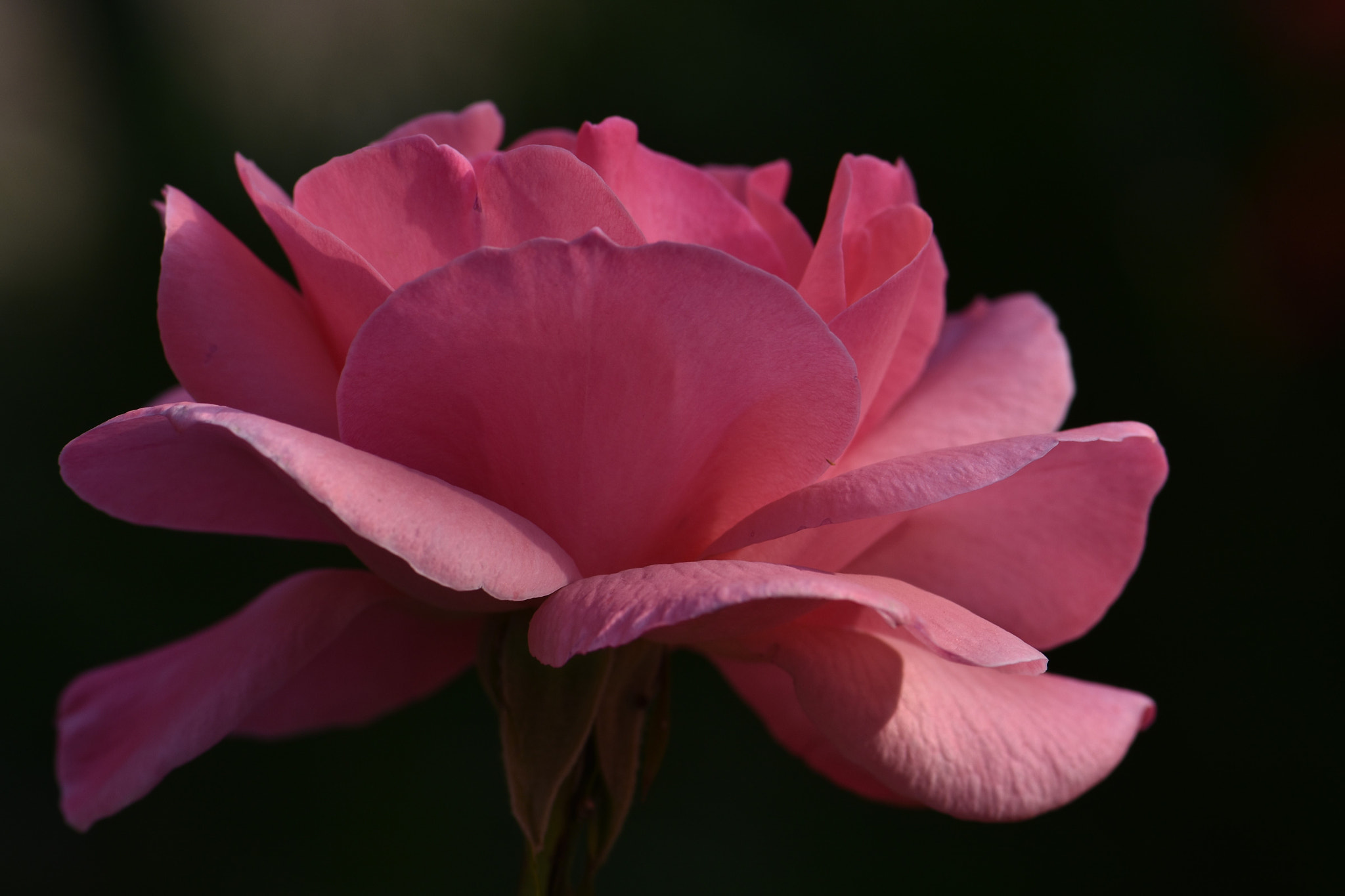 Nikon AF-S Micro-Nikkor 105mm F2.8G IF-ED VR sample photo. Rose . . . photography