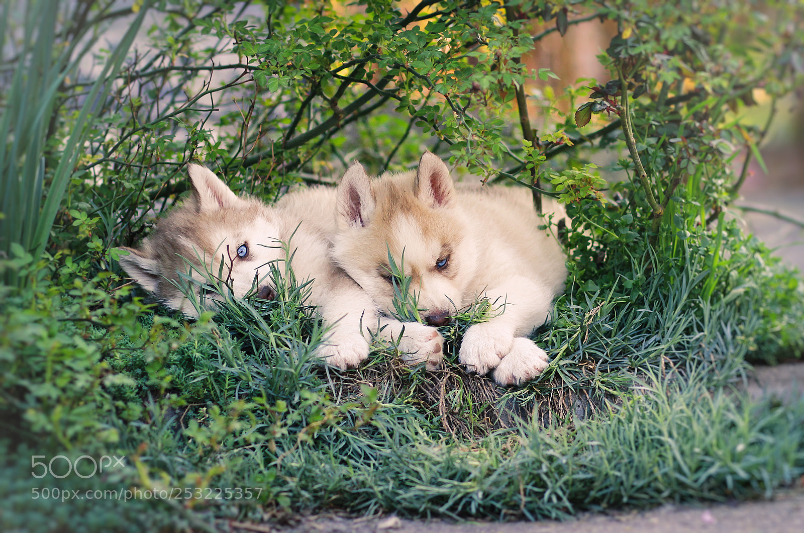 Canon EOS 600D (Rebel EOS T3i / EOS Kiss X5) sample photo. Puppies photography