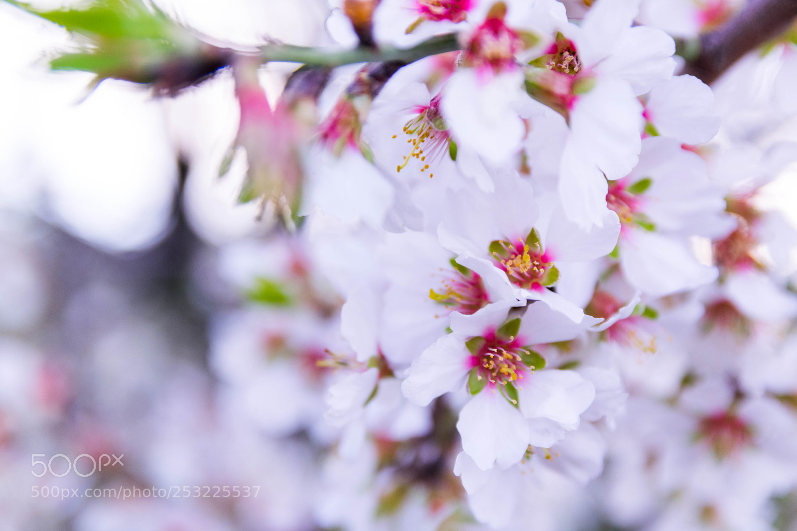 Nikon D3300 sample photo. Spring is finally here photography