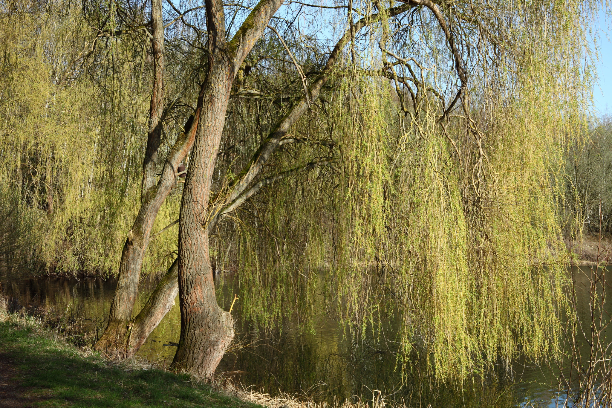 Canon EF 28-80mm f/3.5-5.6 sample photo. Willow tree photography