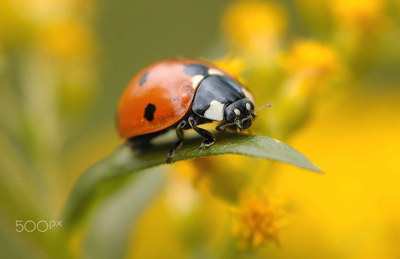 Nikon AF Micro-Nikkor 60mm F2.8D sample photo. Lb photography