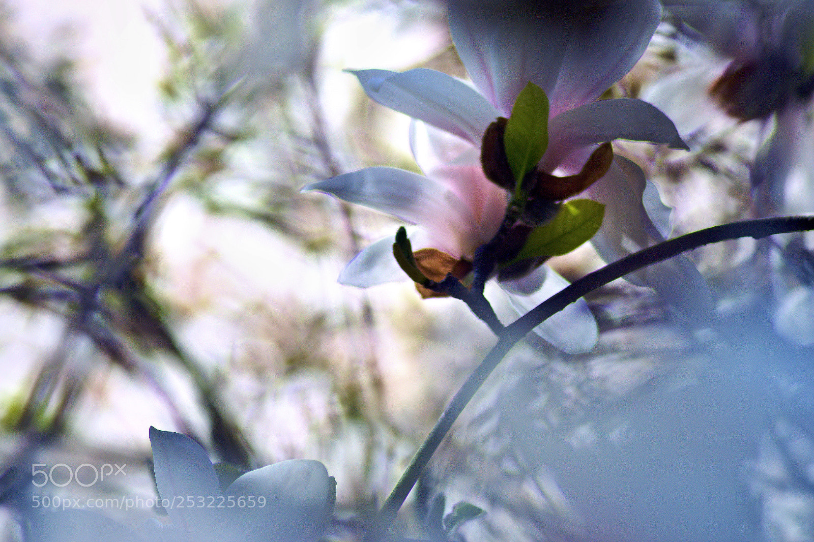 Nikon D5200 sample photo. Spring photography