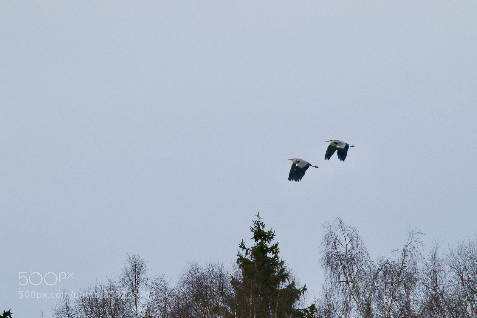 Canon EOS 7D Mark II sample photo. Heron in the sky photography