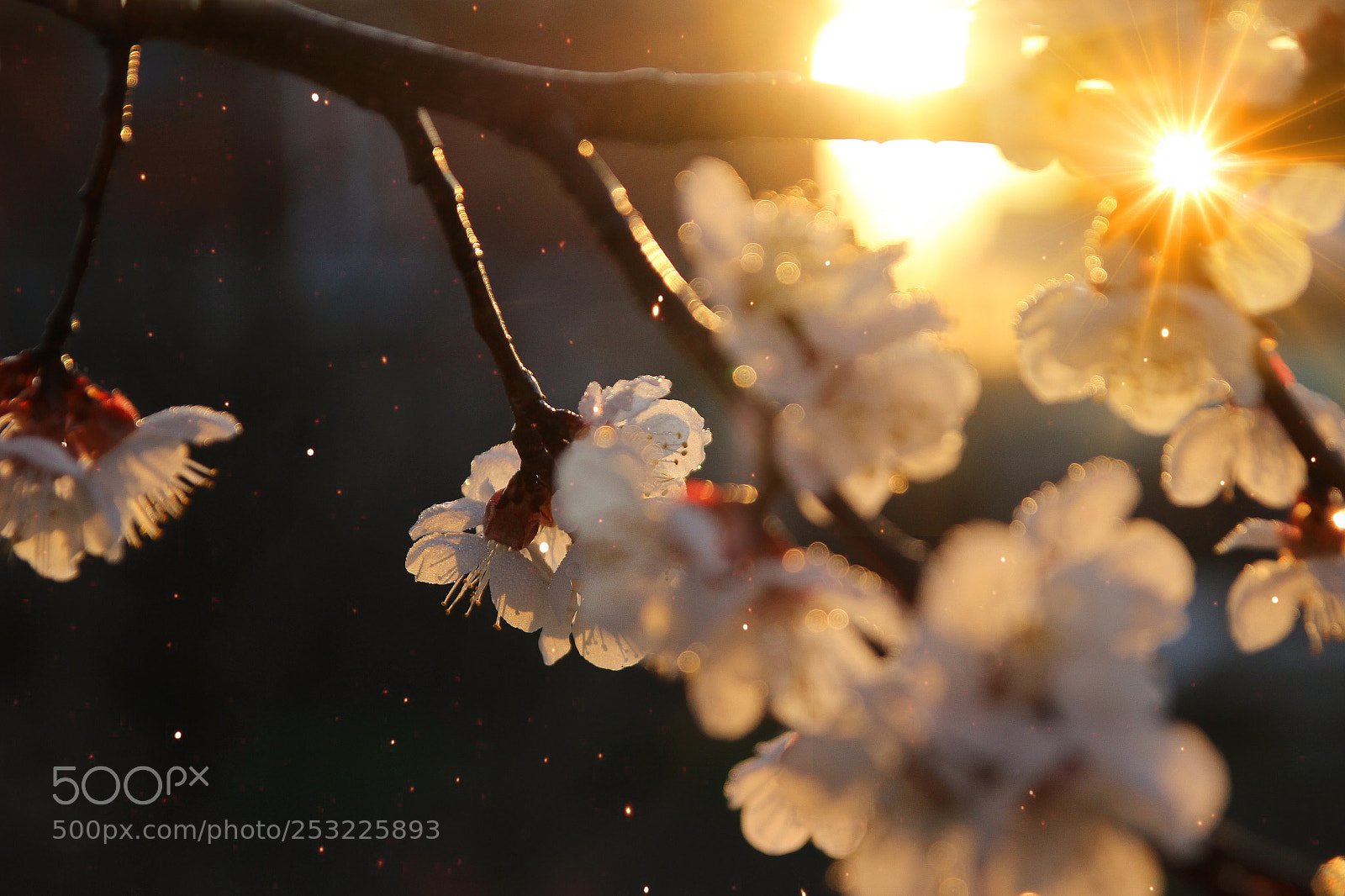 Canon EOS 600D (Rebel EOS T3i / EOS Kiss X5) sample photo. Flowering trees and sunset photography