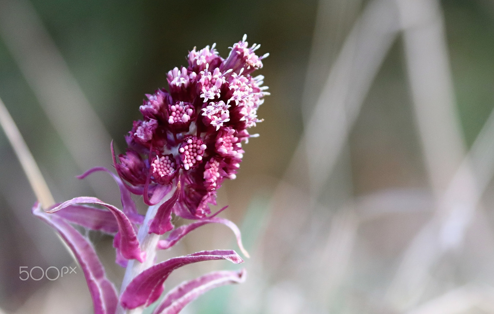 Canon EF 28-135mm F3.5-5.6 IS USM sample photo. Pink flower photography