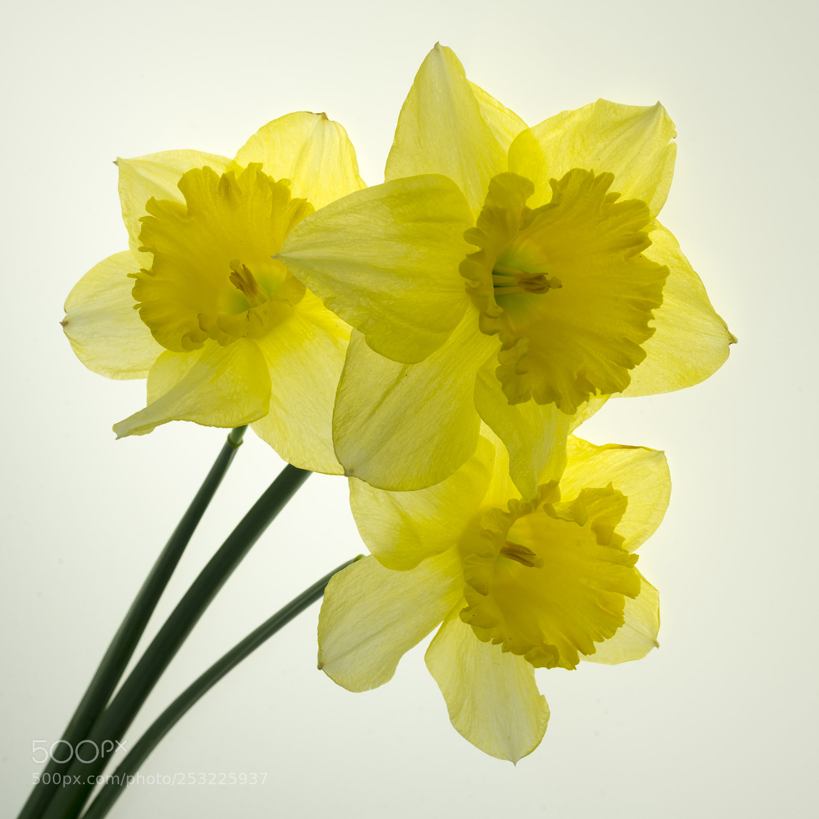 Nikon D600 sample photo. Jonquilles photography
