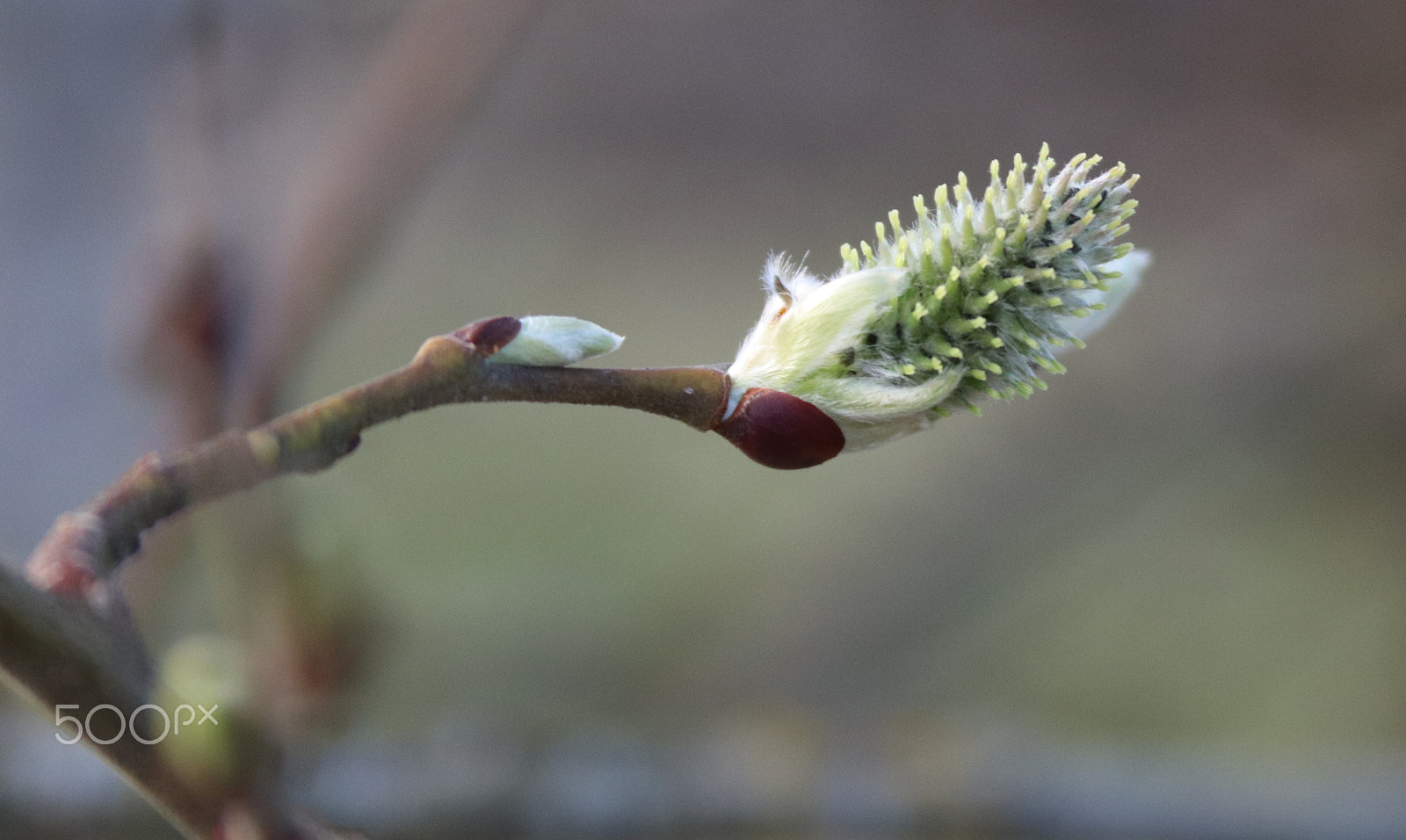 Canon EF 28-135mm F3.5-5.6 IS USM sample photo. Spring photography