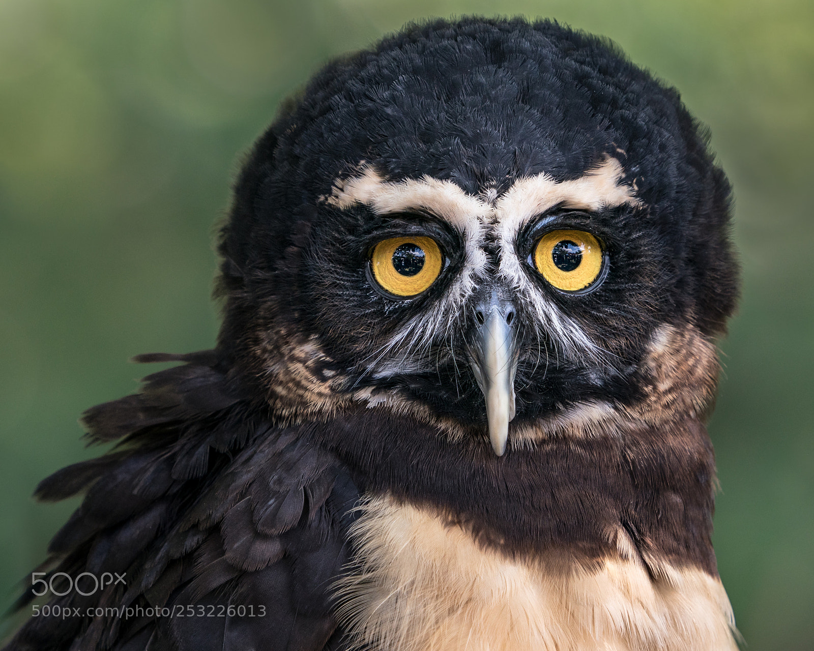Sony a9 sample photo. Spectacled owl photography