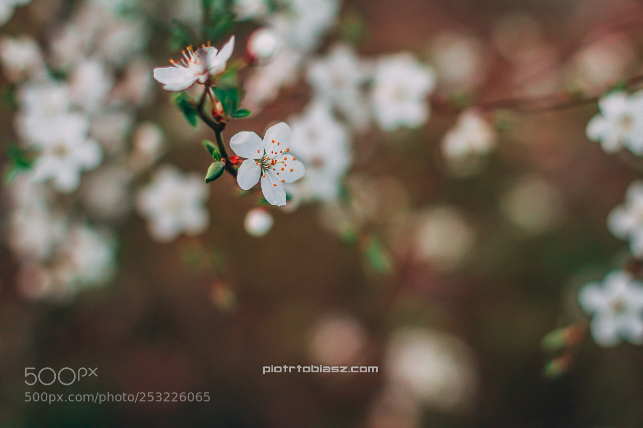 Canon EOS 7D sample photo. Spring is beautiful. photography