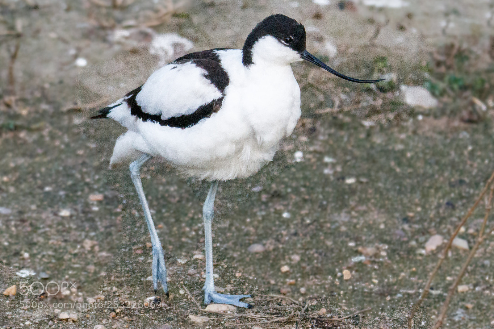 Canon EOS 80D sample photo. Pied avocet photography