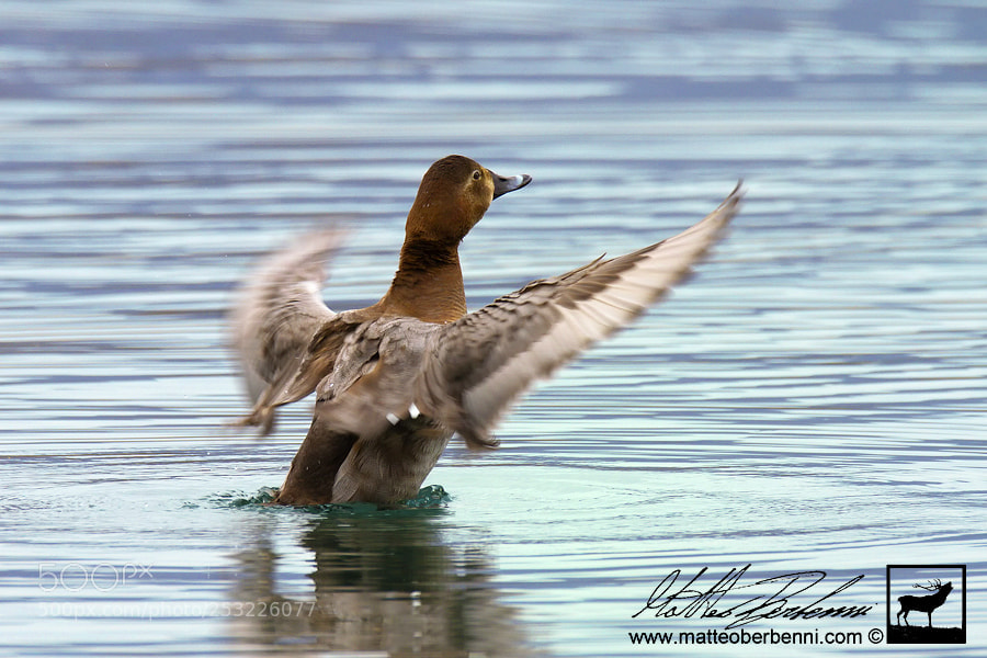 Canon EOS 7D sample photo. Try to fly photography