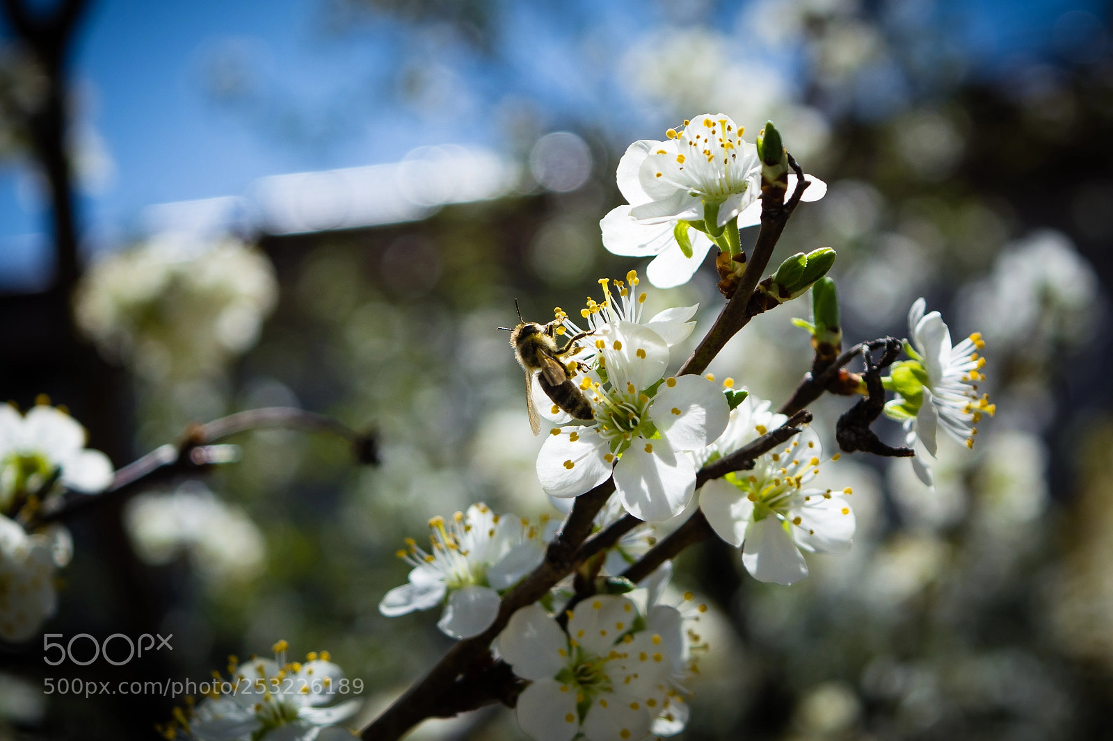 Nikon D5200 sample photo. The allergy ambassador photography