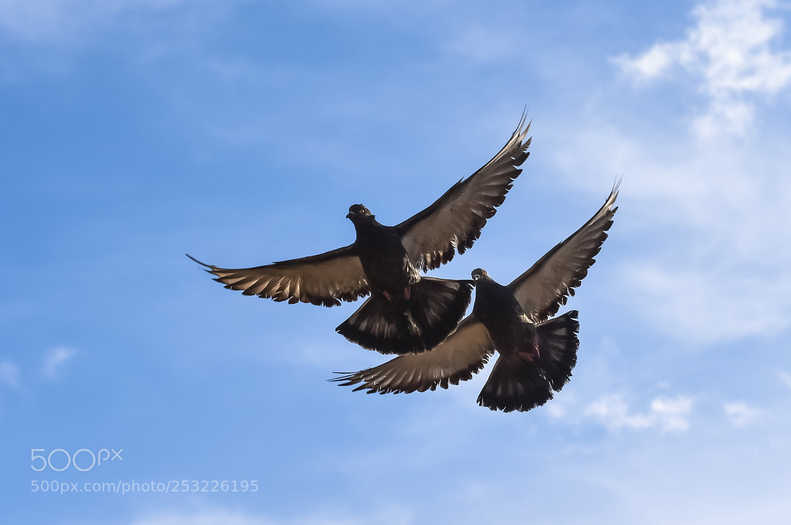 Nikon D810 sample photo. Аngry birds photography