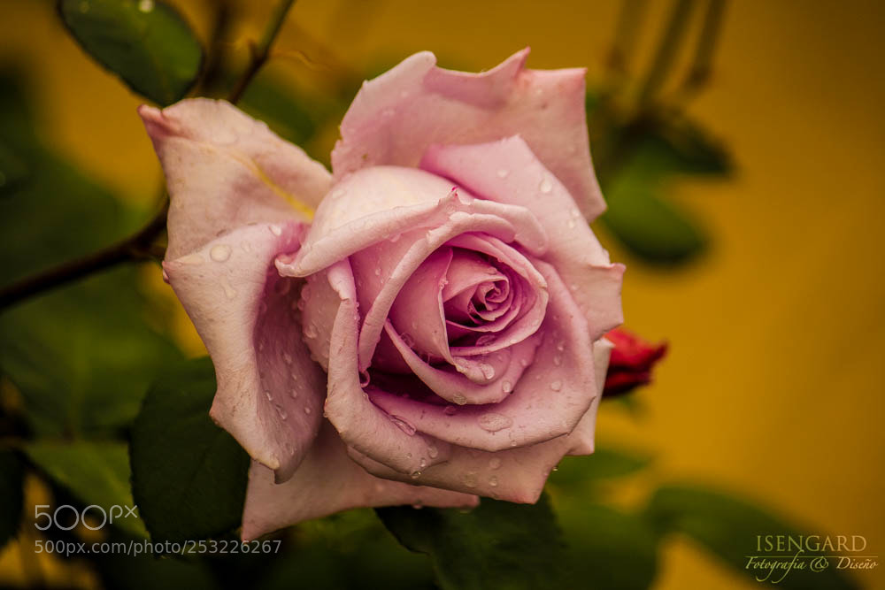 Canon EOS 450D (EOS Rebel XSi / EOS Kiss X2) sample photo. Every rose has its photography