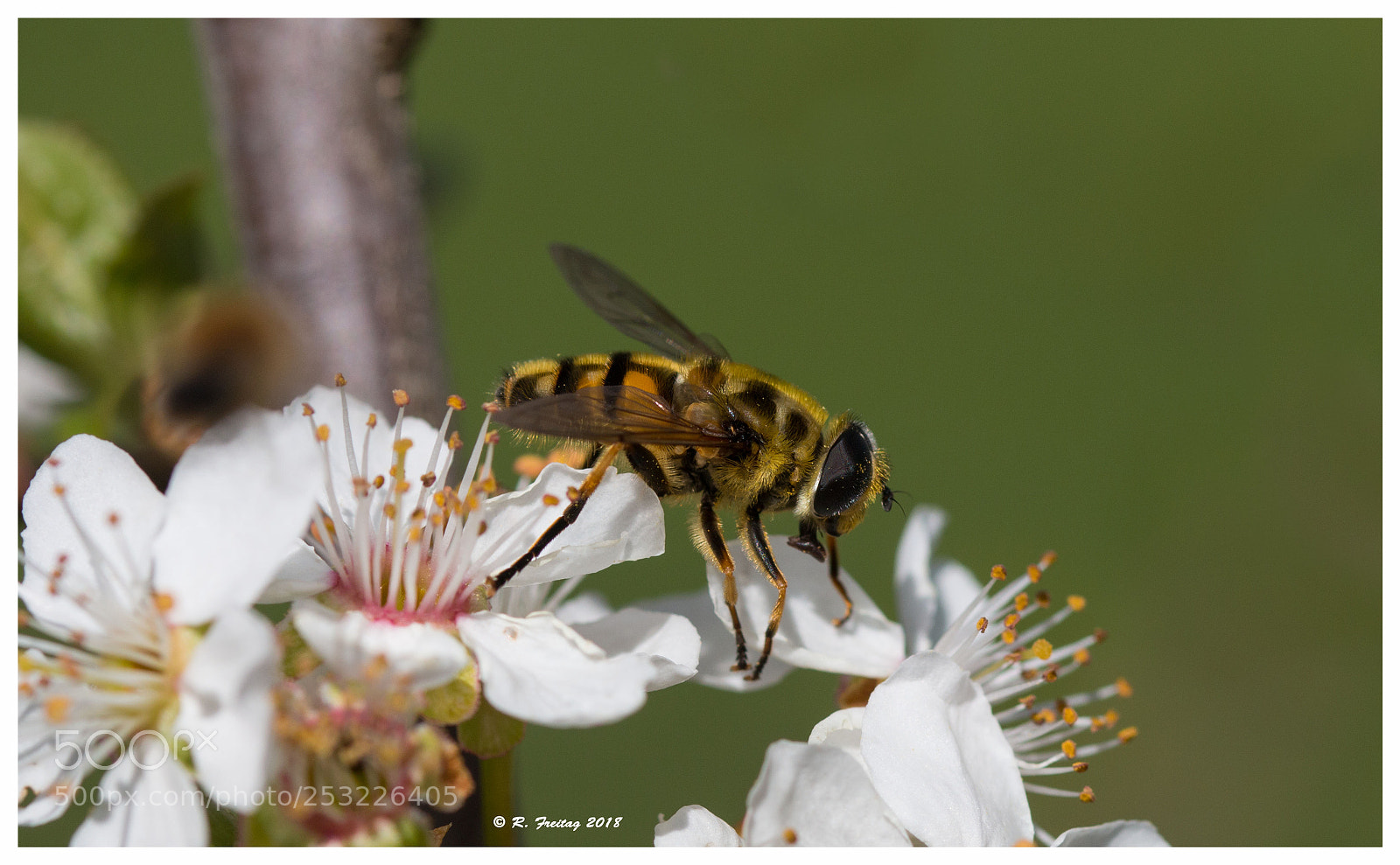 Canon EOS 70D sample photo. Spring photography