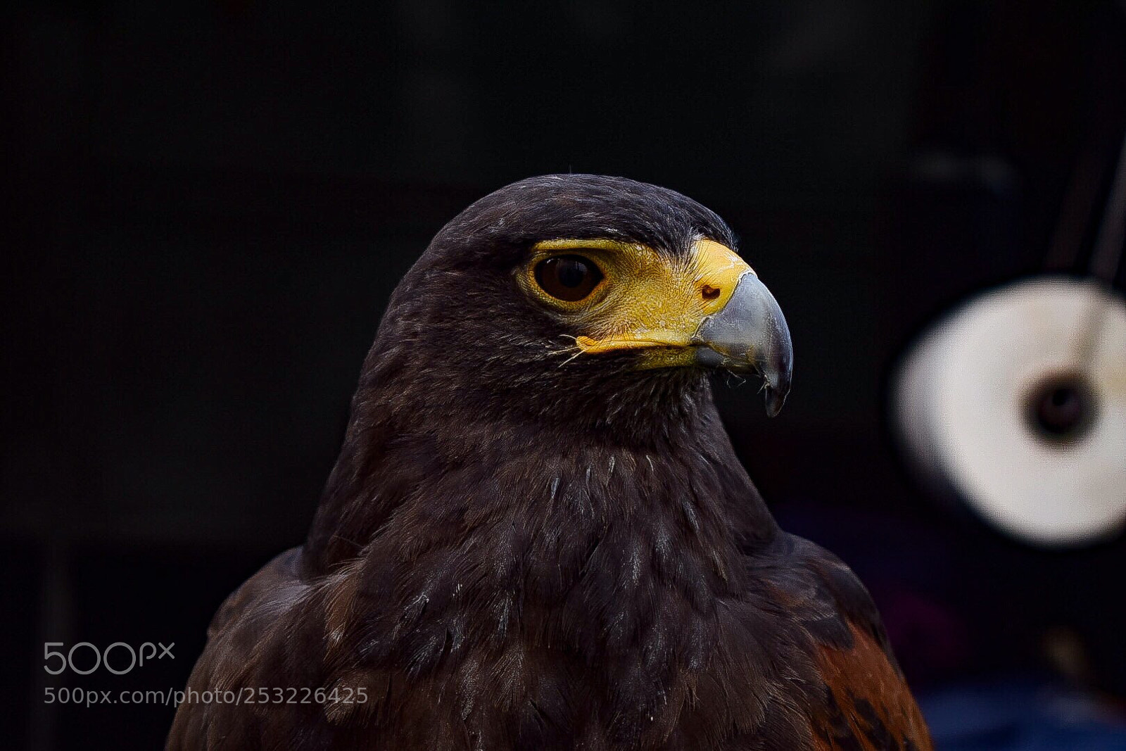 Nikon D5300 sample photo. Untitled photography