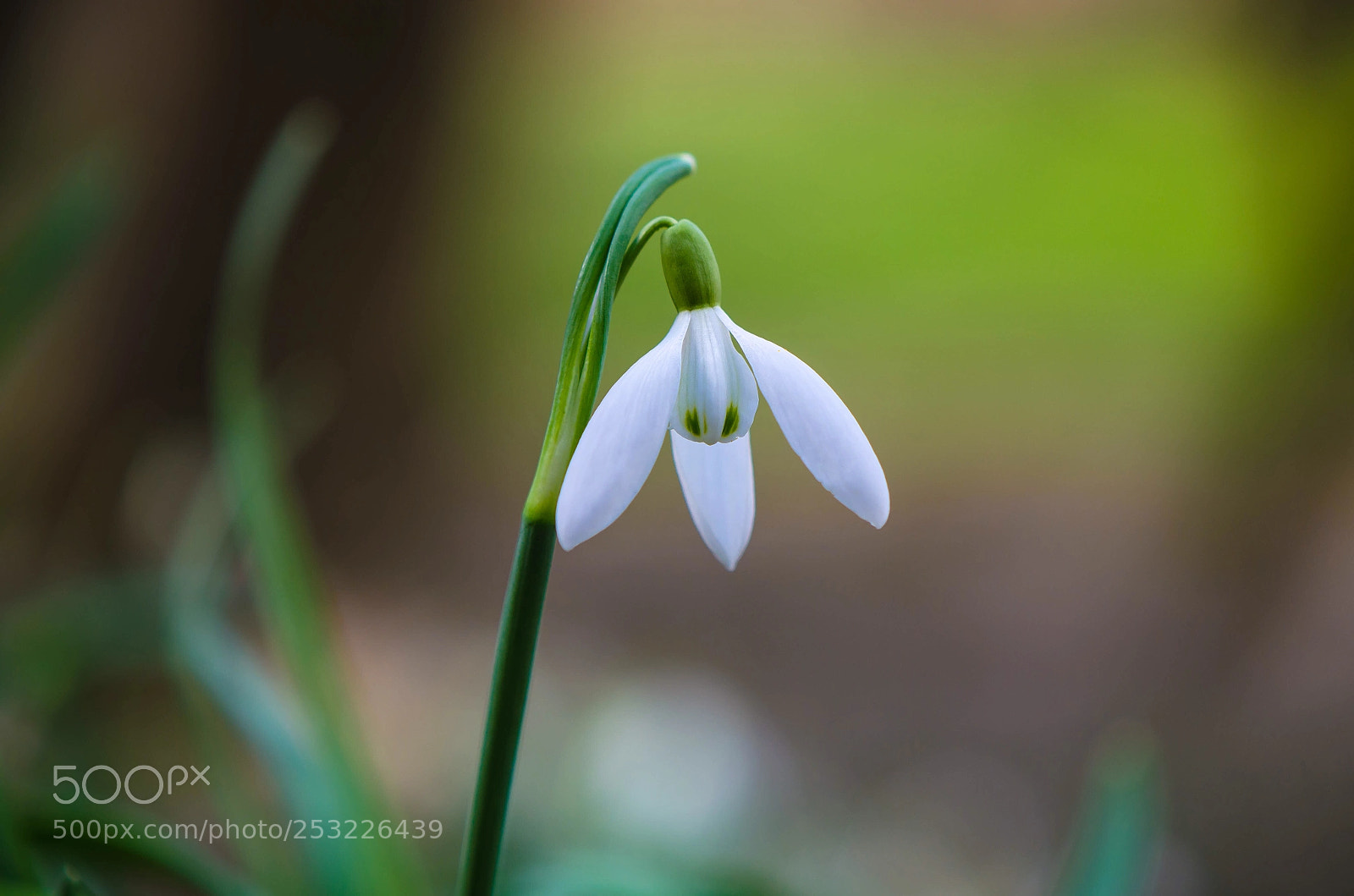Nikon D5100 sample photo. Snowdrop photography