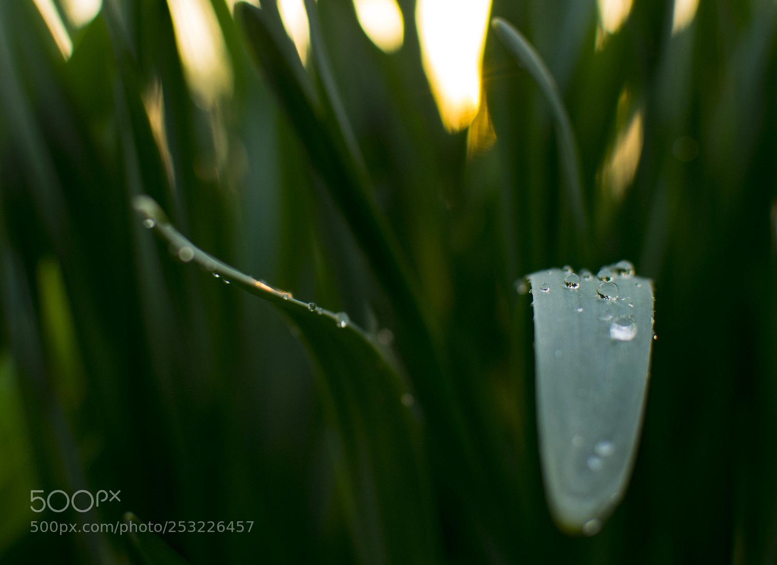 Nikon D3300 sample photo. Fresh & green photography