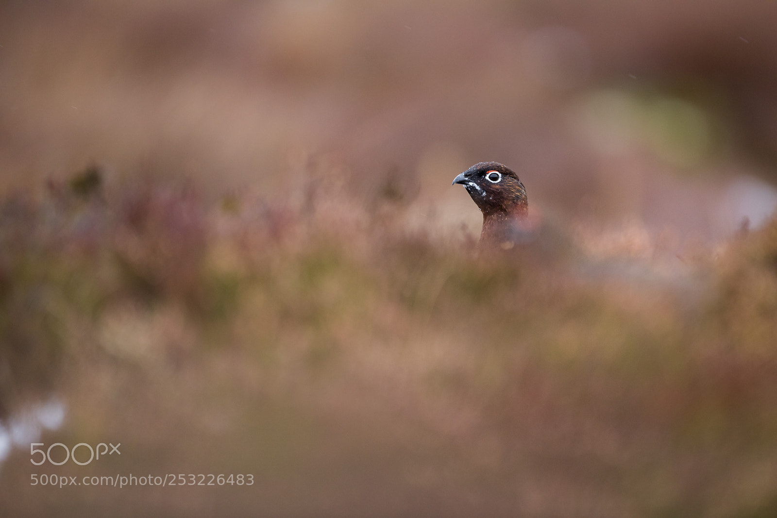 Canon EOS 5D Mark IV sample photo. Red grouse / schottisches moorschneehuhn photography