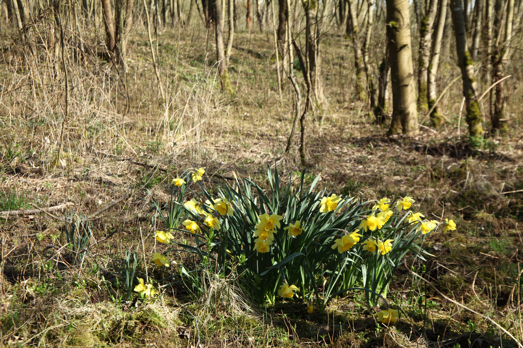 Canon EOS 5D Mark II + Canon EF 24-105mm F3.5-5.6 IS STM sample photo. Wild flowers photography