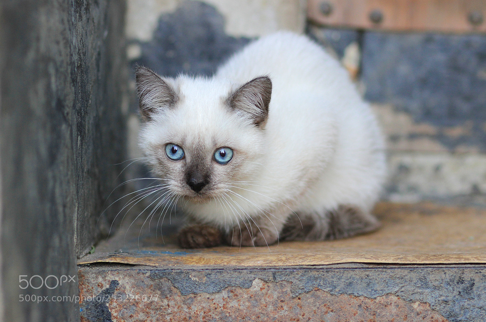 Canon EOS 600D (Rebel EOS T3i / EOS Kiss X5) sample photo. Kitten photography