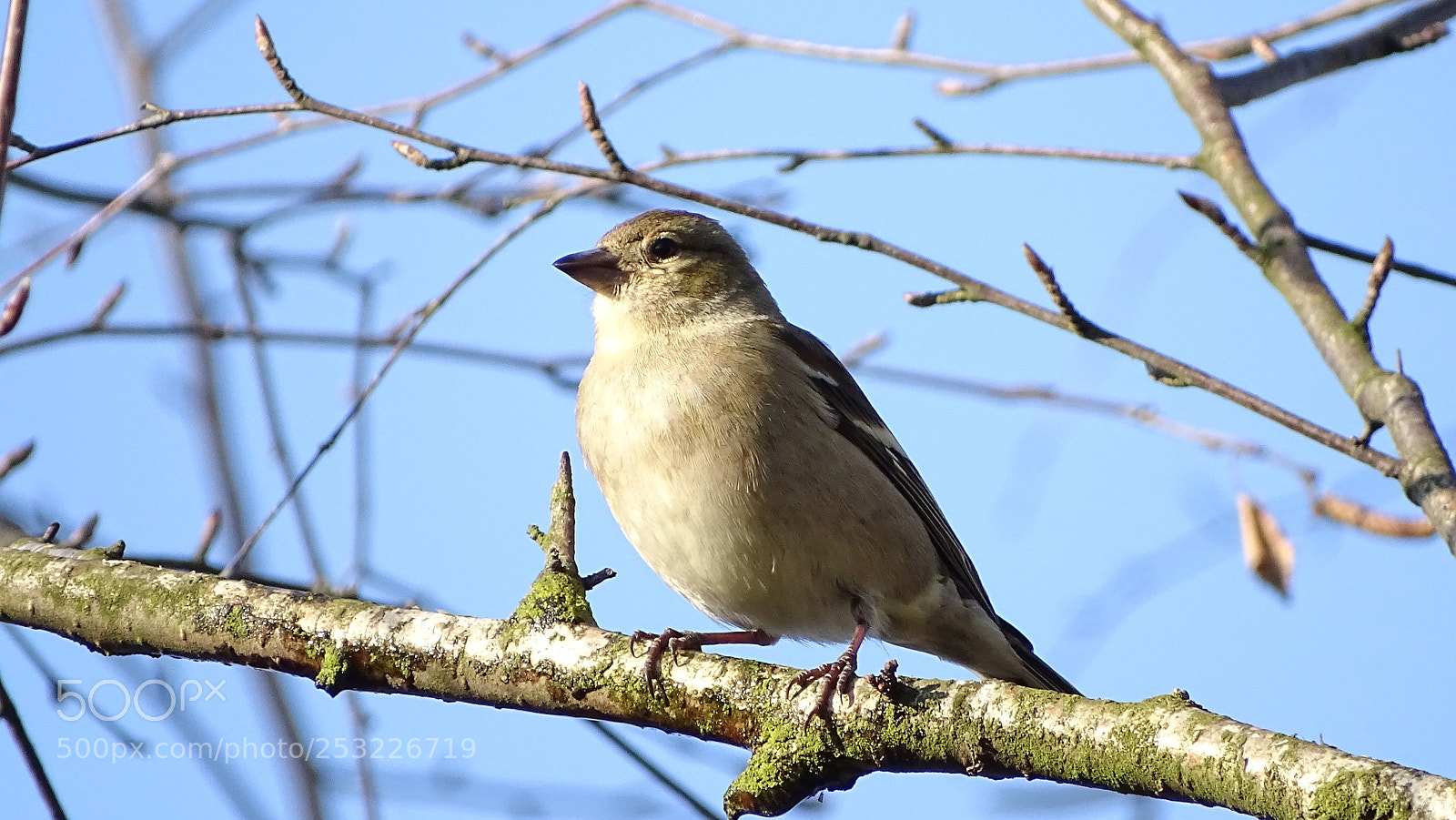 Sony Cyber-shot DSC-HX400V sample photo. Bird photography