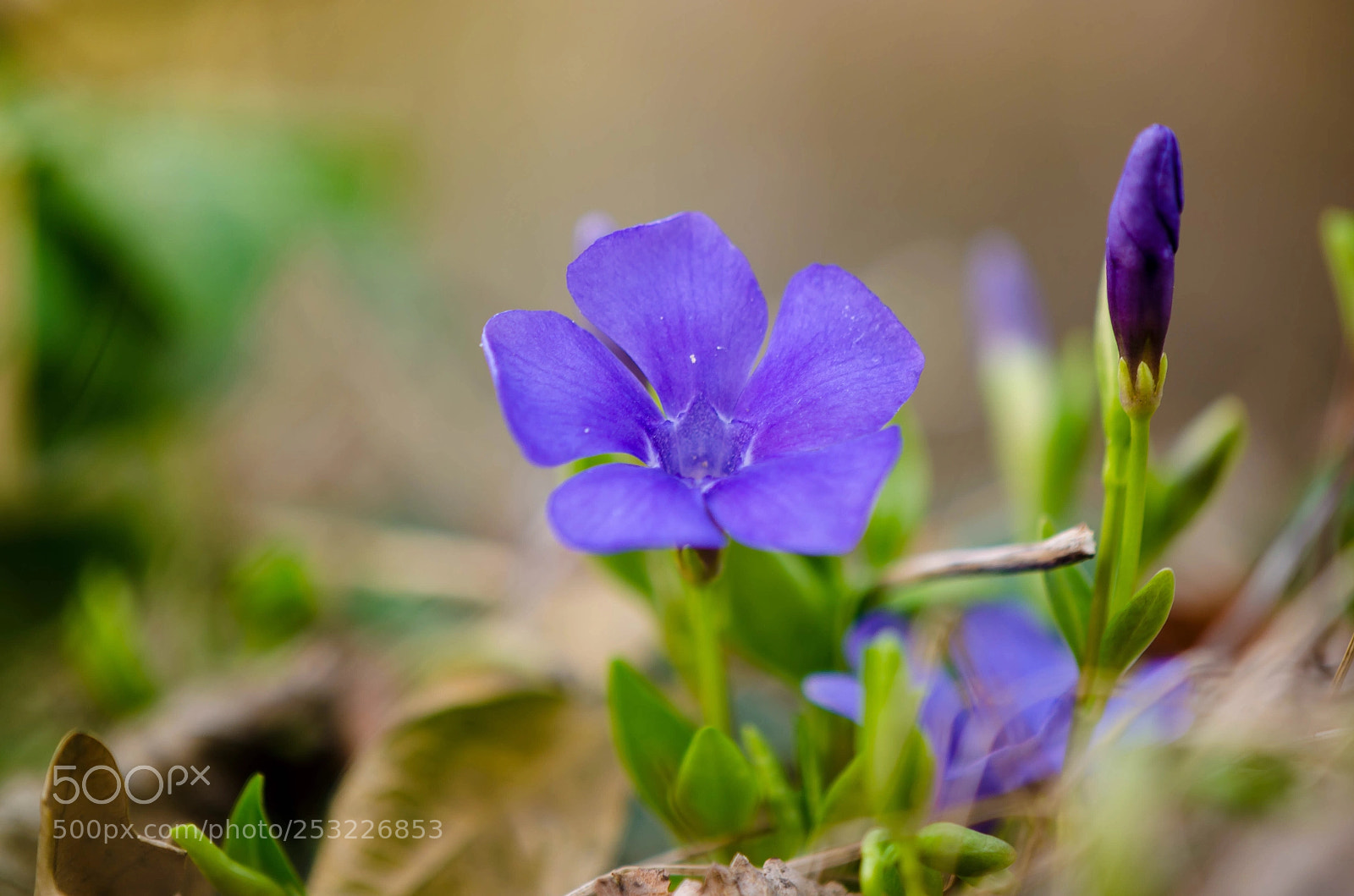 Nikon D5100 sample photo. Violet photography