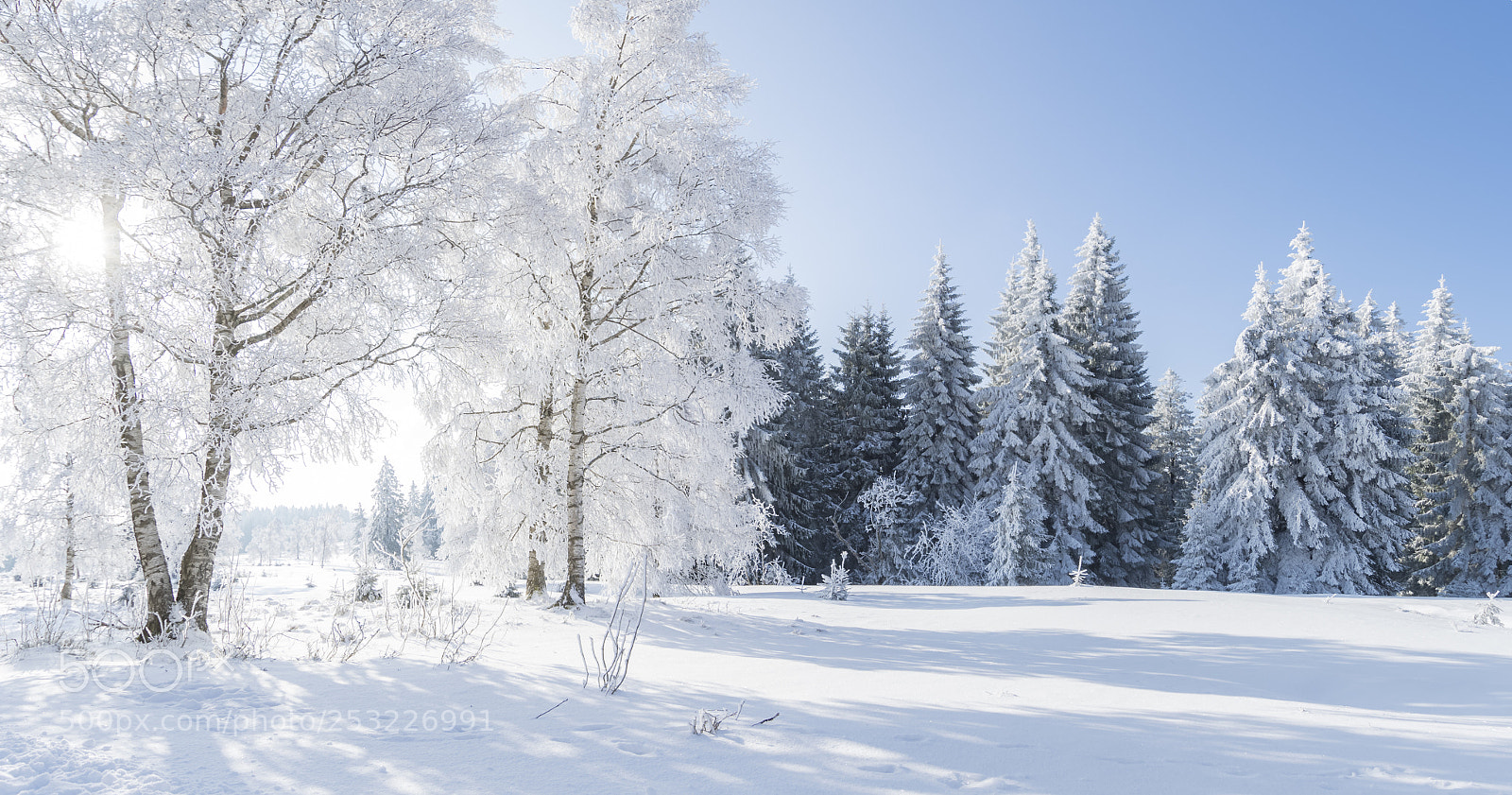 Nikon D500 sample photo. Winter dream photography