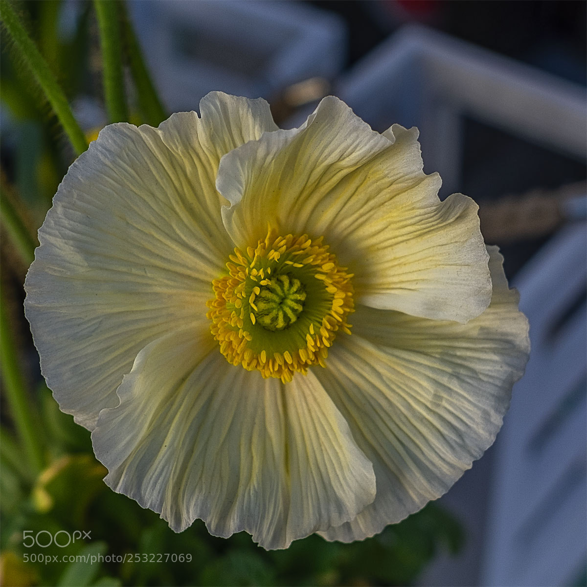 Fujifilm X-T1 sample photo. Mohn i photography