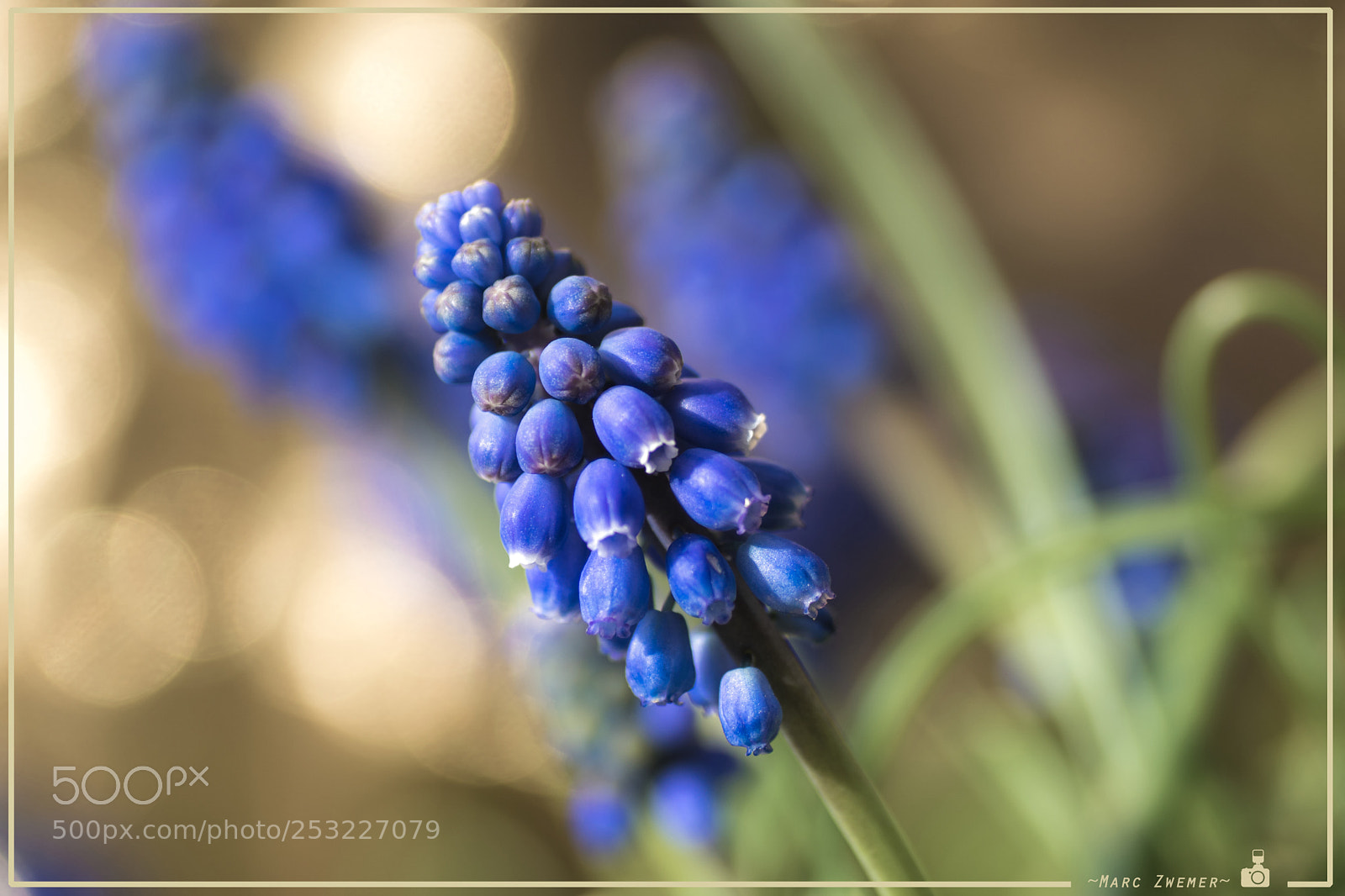 Sony ILCA-77M2 sample photo. Muscari in golden glow photography